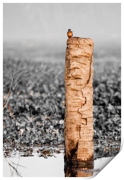 Kingfisher on a stump Print by Brent Olson