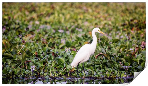 An egret in the backwaters of Kerala Print by Brent Olson