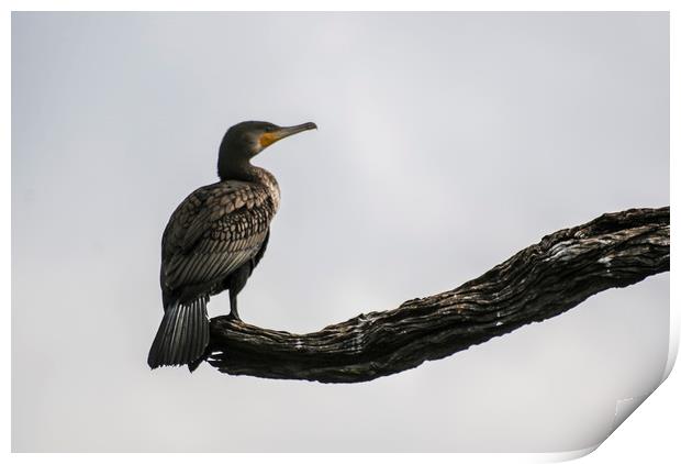 A cormorant perched on a branch Print by Brent Olson