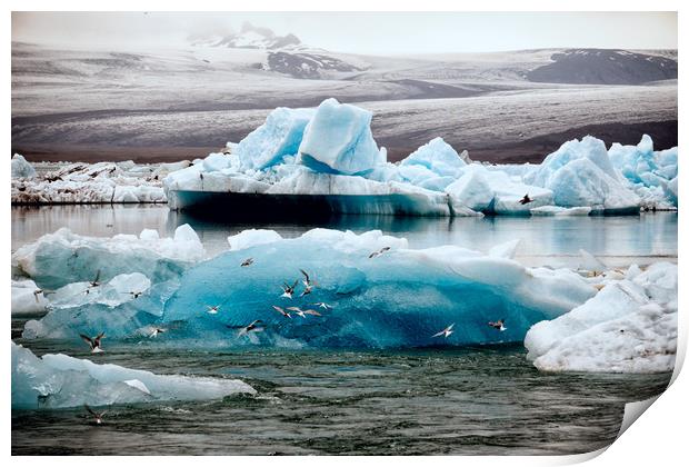 Icebergs and birds Print by Brent Olson