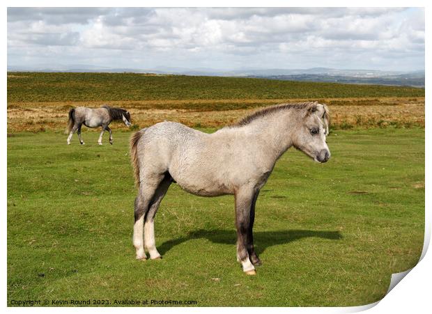 A horse standing in a grassy field Print by Kevin Round