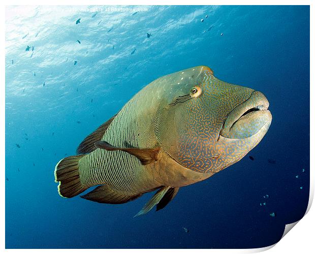 Underwater fish and coral reef, napoleon wrasse Print by Super Jolly