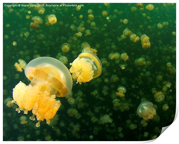 Palau Jellyfish Lake Jelly Fish Print by Super Jolly