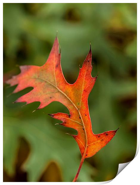 First Signs of Autumn Print by Chris Watson