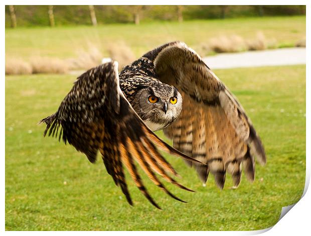 Eagle Owl in Flight Print by Chris Watson