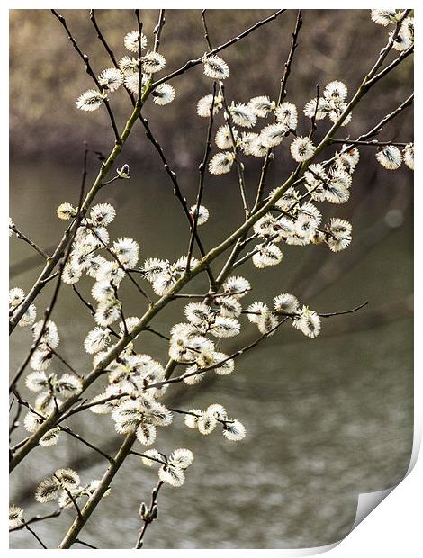 Willow catkins Print by Chris Watson