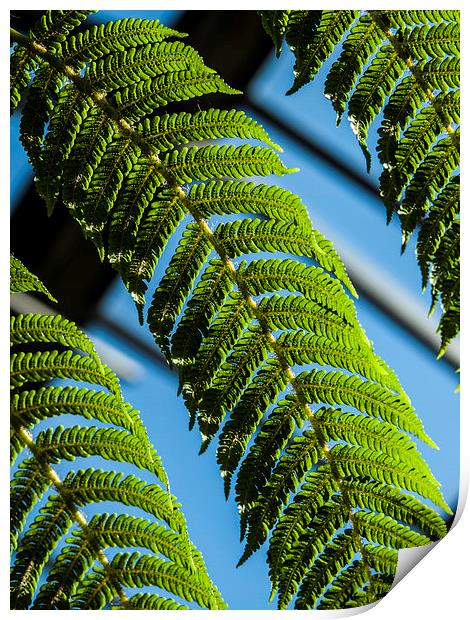 Green ferns, Blue sky Print by Chris Watson