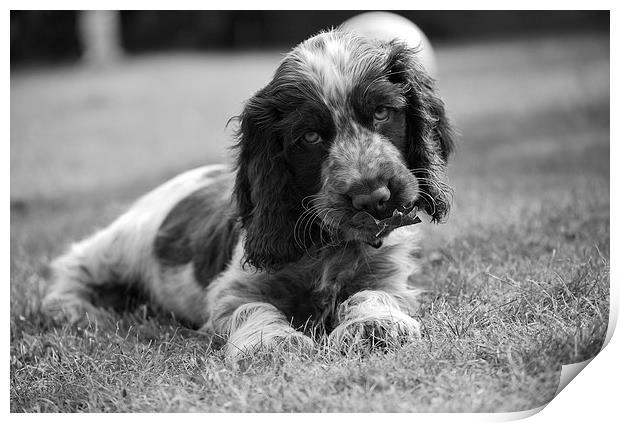  Puppy in the garden Print by Jenny Maybridge-Edwa