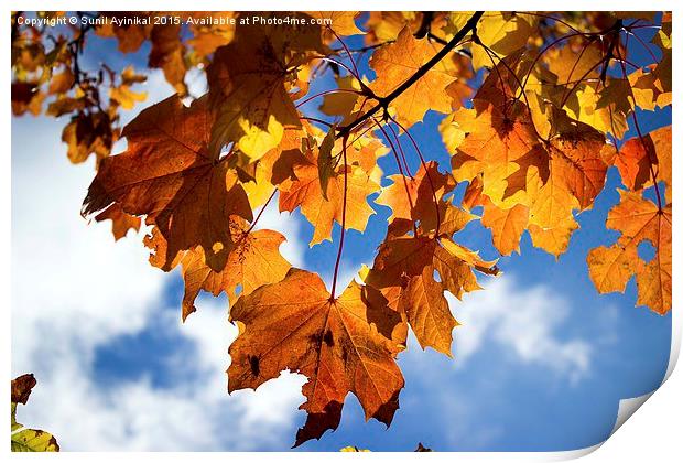  Fall Leaves Print by Sunil Ayinikal