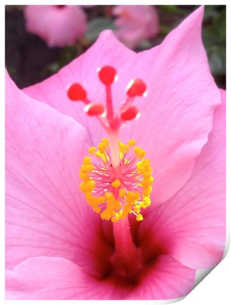  Pink Hawaiian Hibiscus Rising Print by Terrance Lum