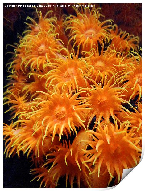 Orange Sea Anemone from Pacific Ocean Print by Terrance Lum