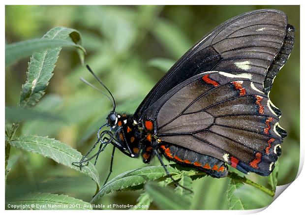 Zebra Longwing butterfly. Print by Eyal Nahmias