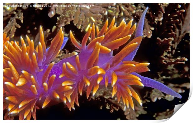 Spanish Shawl. (Flabellina iodinea) Santa Cruz Isl Print by Eyal Nahmias