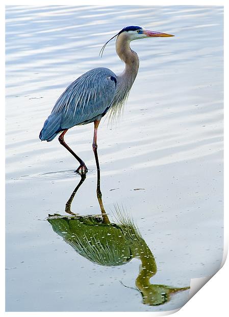 Blue Heron reflection Print by Eyal Nahmias