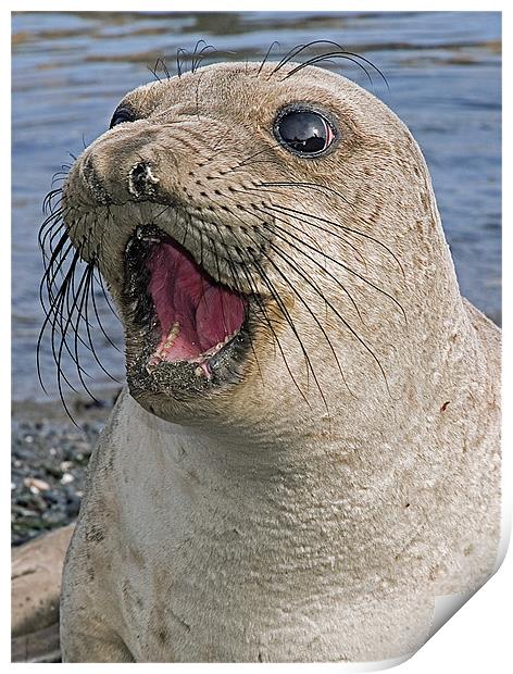 Female Northern Elephant seal, Mirounga angustiros Print by Eyal Nahmias