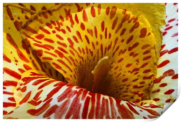 Canna Lily with red stripes and dots , in bloom. I Print by Eyal Nahmias