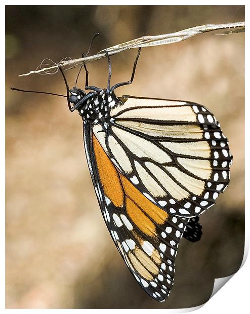 Monarch Butterfly, closeup on a twig Print by Eyal Nahmias