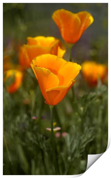 California Poppy, (Eschscholzia californica) Print by Eyal Nahmias