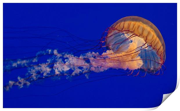 Purple Striped Jellyfish (Chrysaora fuscescens) Print by Eyal Nahmias