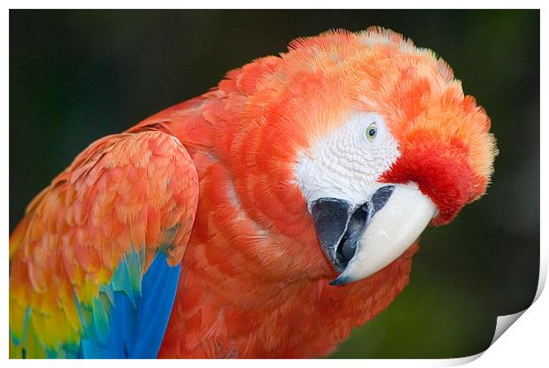 Scarlet Macaw, Ara macao Print by Eyal Nahmias