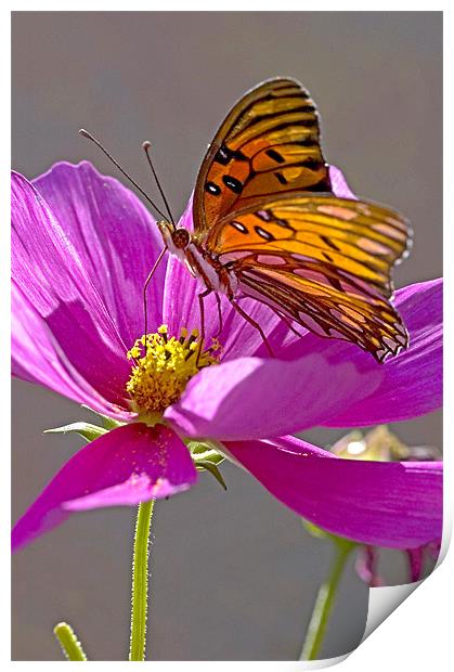 Gulf Fritillary Butterfly. Agraulis Vanillae Print by Eyal Nahmias