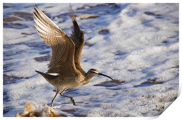 Taking off Print by Eyal Nahmias