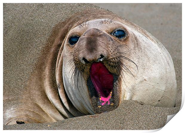 Northern Elephant Seal,  mirounga angustirostris, Print by Eyal Nahmias