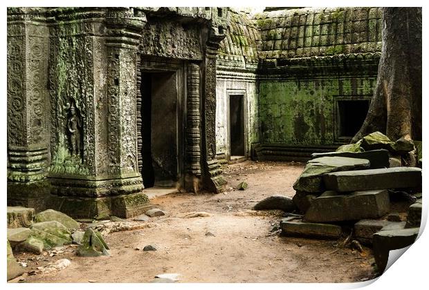 Detail inside Ta Promh Temple, Cambodia Print by Jo Sowden