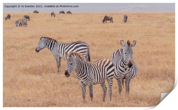 Three Zebras standing in the Serengeti Print by Jo Sowden