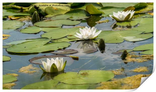 3 water lilies Print by Jo Sowden