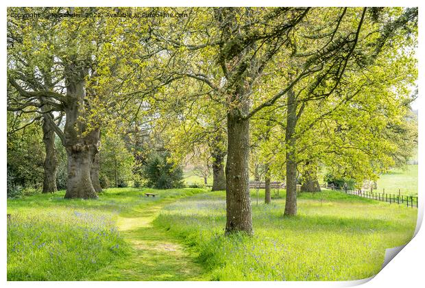 Meandering path, through the bluebells Print by Jo Sowden