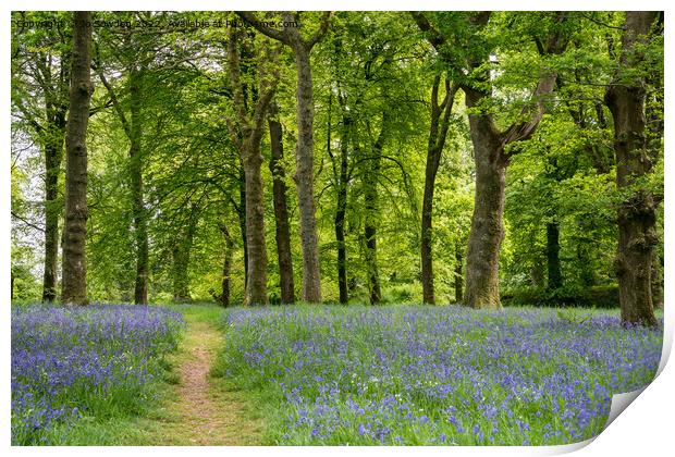 Bluebells Print by Jo Sowden