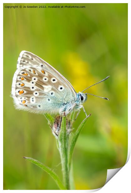 Common Blue Butterfly Print by Jo Sowden