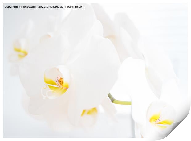 White Orchid Flowers Print by Jo Sowden