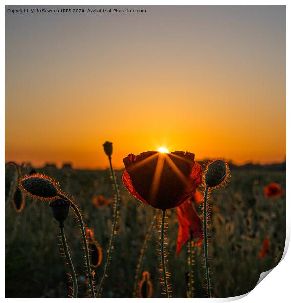 Poppy at Sunset Print by Jo Sowden