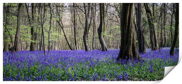 Bluebells in Spring Print by Jo Sowden