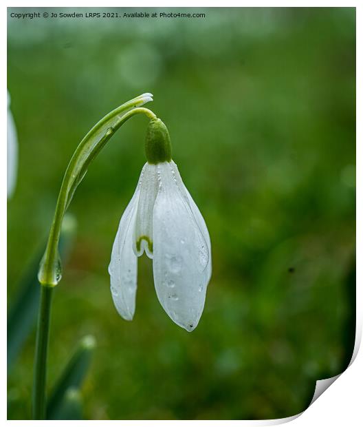 snowdrop Print by Jo Sowden