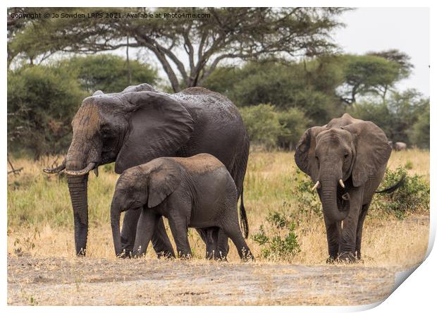 Three elephants Print by Jo Sowden