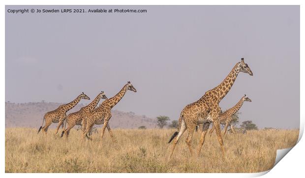 A herd of giraffes walking across the Serengeti Print by Jo Sowden