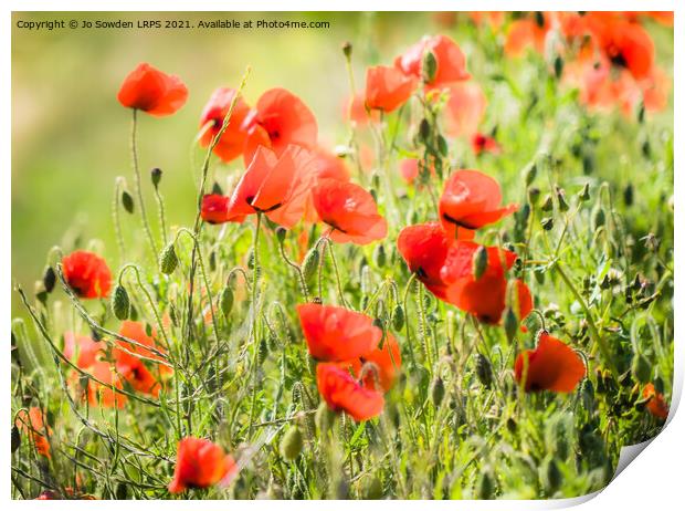 Poppies blowing in the wind Print by Jo Sowden