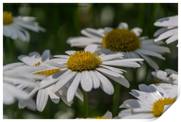 Daisies Print by Jo Sowden