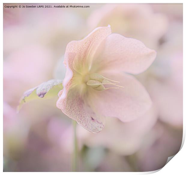 Pastel Hellebores Print by Jo Sowden
