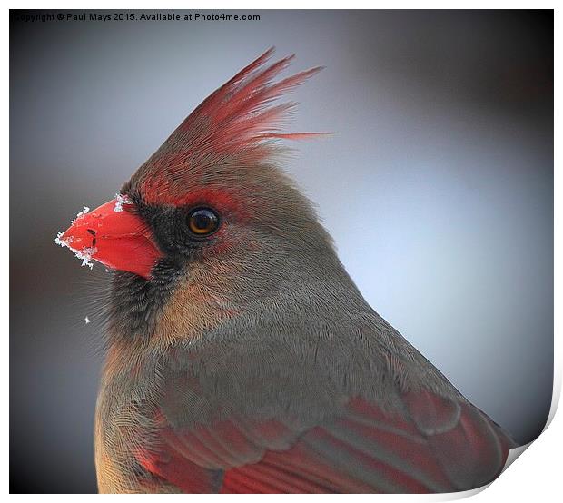  Female Northern Cardinal Print by Paul Mays