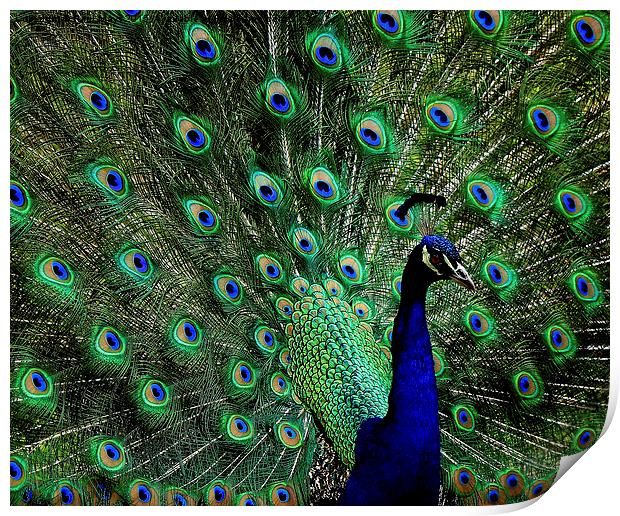  Peacock Print by Paul Mays