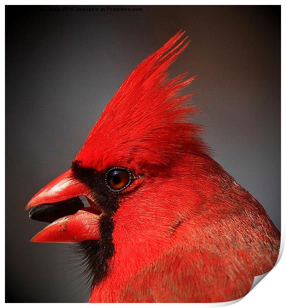  Portrait of a Male Northern Cardinal  Print by Paul Mays