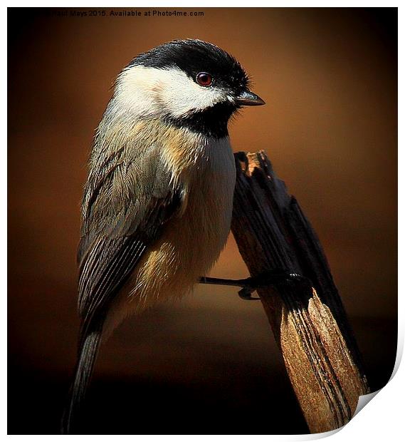  Black Capped Chickadee Print by Paul Mays