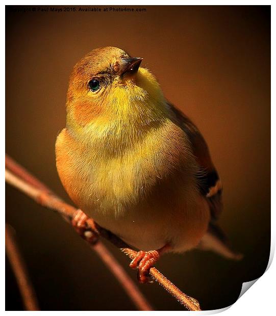  American Gold Finch Print by Paul Mays