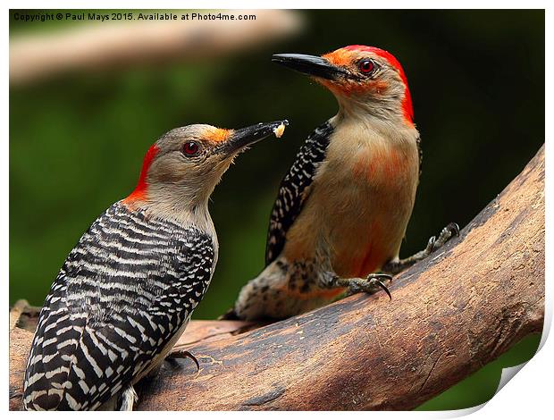  Male and Female Red-bellied Woodpeckers  Print by Paul Mays