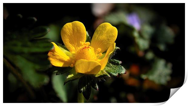  Wild Yellow Sorrel Bloom Print by Paul Mays