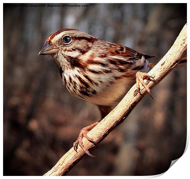  Song Sparrow  Print by Paul Mays